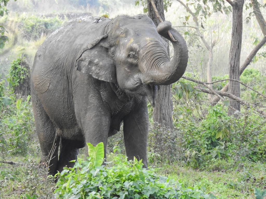 Elephant at Sapana sanctuary Chitwan